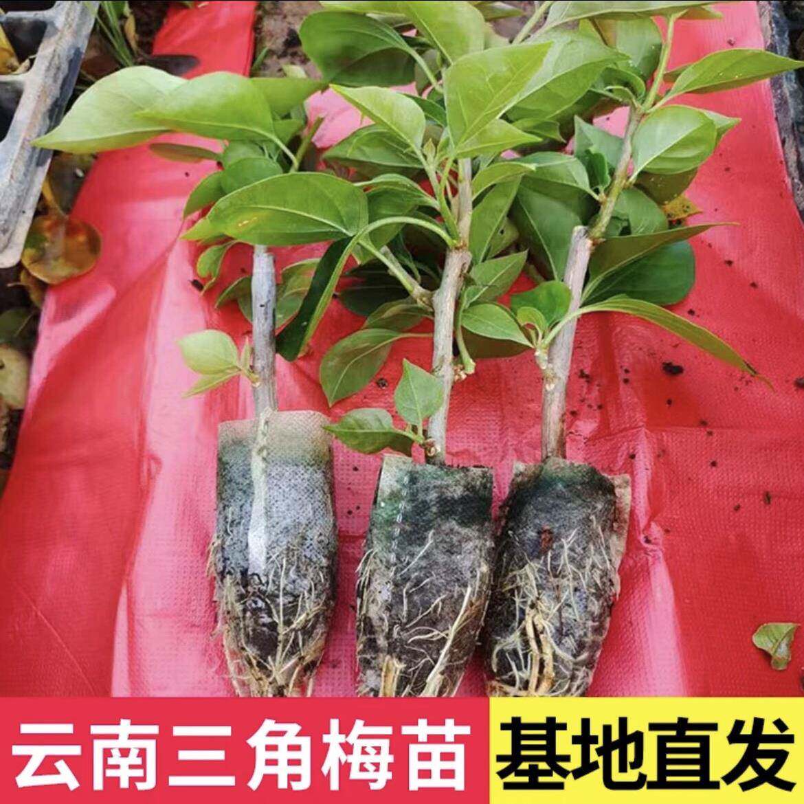新疆包邮云南紫重瓣新品种三角梅苗爬墙藤本四季开花不断小苗带土