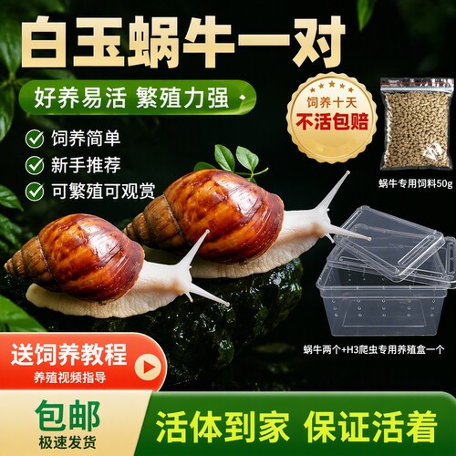 学生饲养蜗牛活体宠物白玉蜗牛大蜗牛观赏科学实验教学小蜗牛顺丰