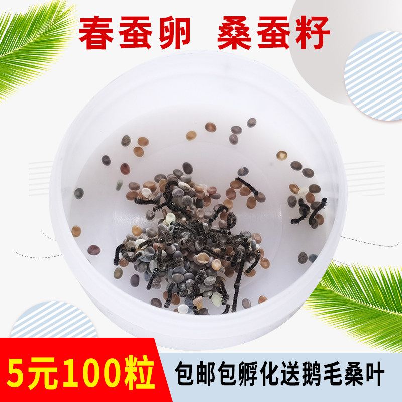 学生养蚕春蚕卵白色卵七彩金丝彩色丝蚕蚕子幼虫卵活体送新鲜桑叶