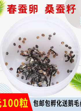 学生养蚕春蚕卵白色卵七彩金丝彩色丝蚕蚕子幼虫卵活体送新鲜桑叶