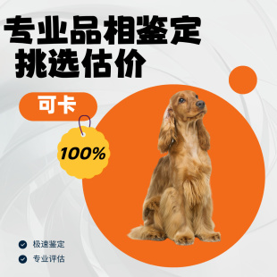 可卡犬狗品相鉴定师品种英卡美卡鉴别挑选浅麦色可卡犬狗鉴别品相