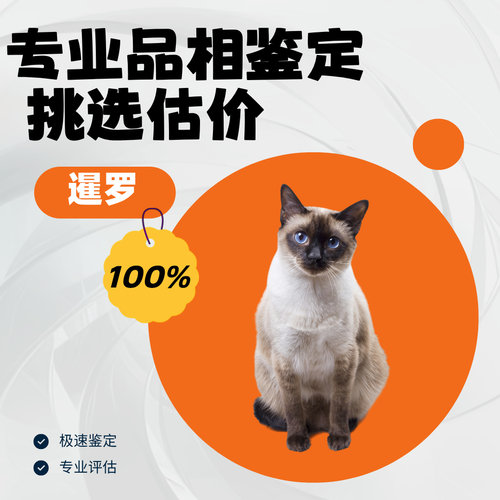 暹罗猫品相鉴定估价暹罗鉴定师鉴别重点色暹罗海豹色蓝色山猫暹罗