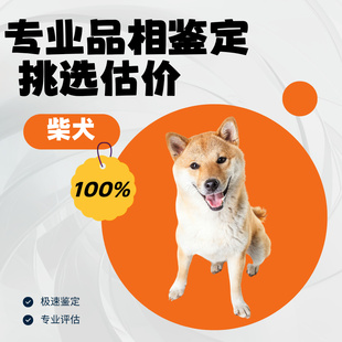 柴犬狗品相鉴定估价豆柴鉴定师鉴别柴犬黑柴白柴小体柴犬标体鉴定