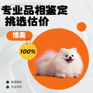 博美犬狗品相鉴定估价博美鉴定师鉴别博美奶油色铁包金白色博美