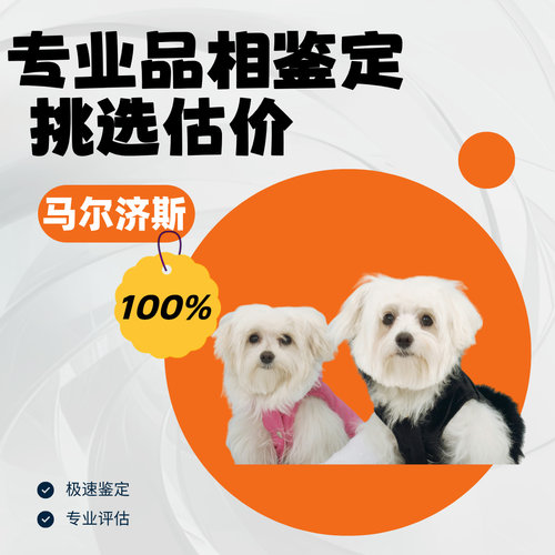 马尔济斯犬品相鉴定估价猫狗品相宠物鉴定马耳他韩版小体马尔济斯