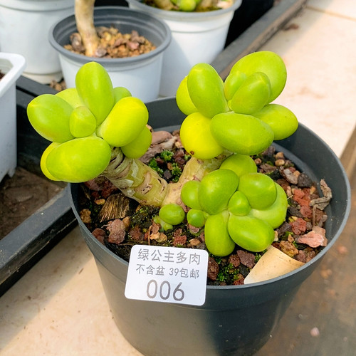 006金色芒果奶8cm不带盆土