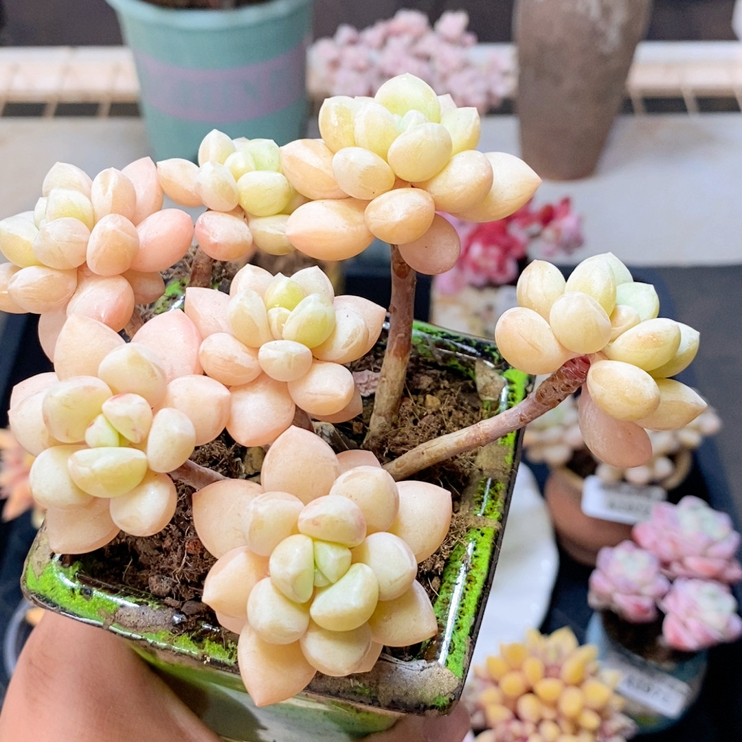 981 奶油糖12厘米,鲜花速递/花卉仿真/绿植园艺,多肉植物,淘宝优惠券,粉丝福利购,淘宝优惠卷