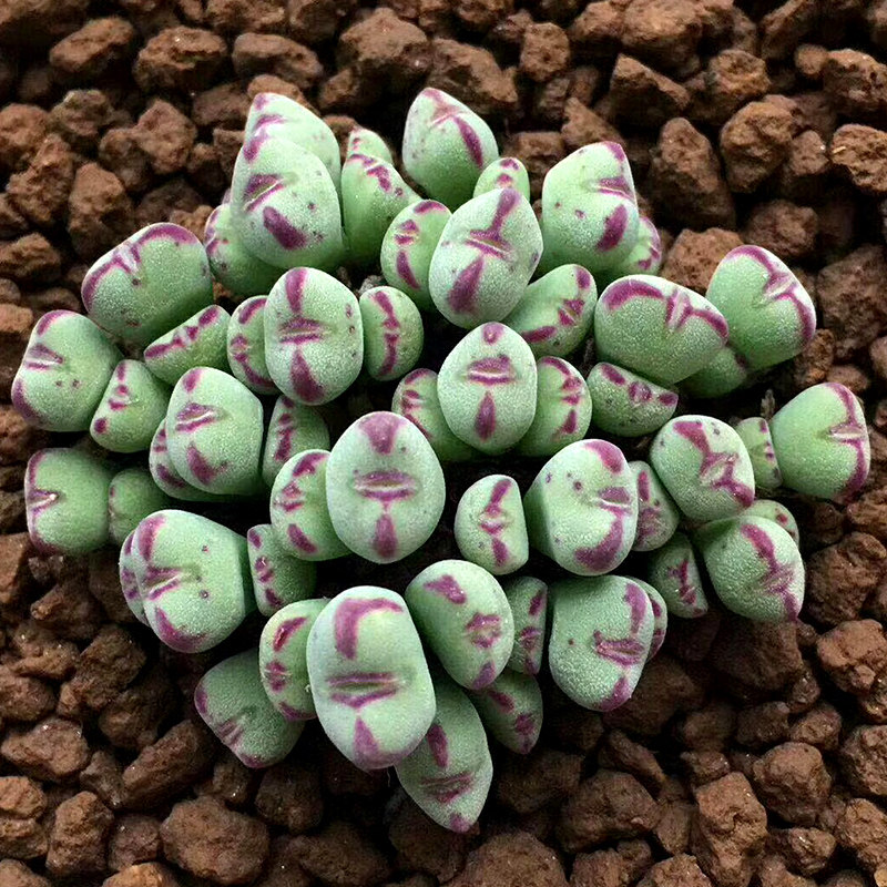 口笛多肉肉锥系列迷你型小可爱 群生