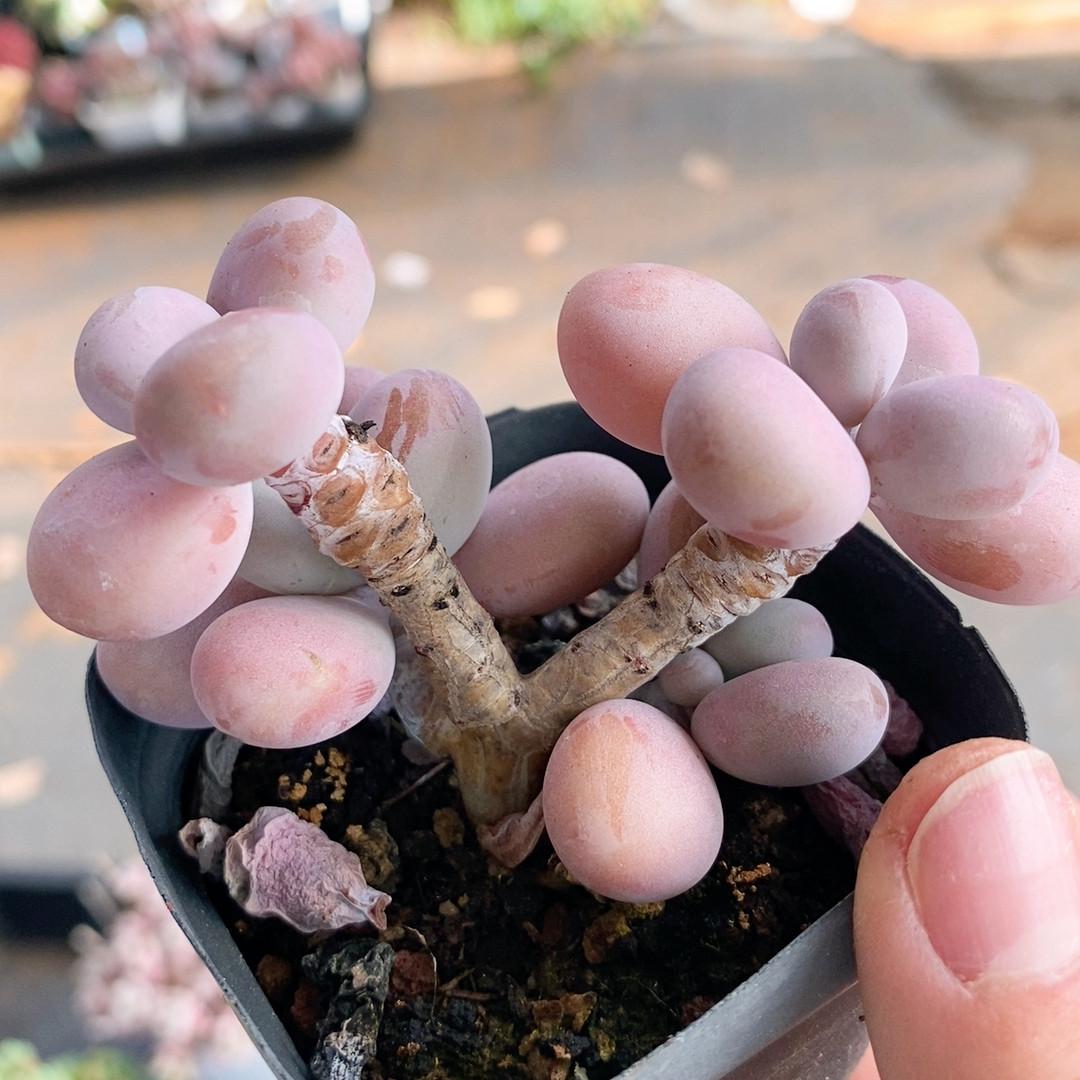 246 桃蛋7厘米,鲜花速递/花卉仿真/绿植园艺,多肉植物,淘宝优惠券,粉丝福利购,淘宝优惠卷