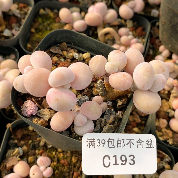 193 桃蛋7厘米,鲜花速递/花卉仿真/绿植园艺,多肉植物,淘宝优惠券,粉丝福利购,淘宝优惠卷