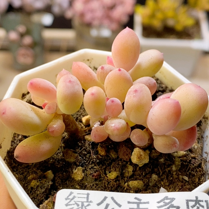 611 二代苹果奶5l m