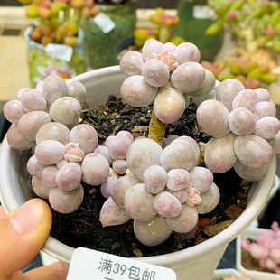 229 大球香水手指10厘米