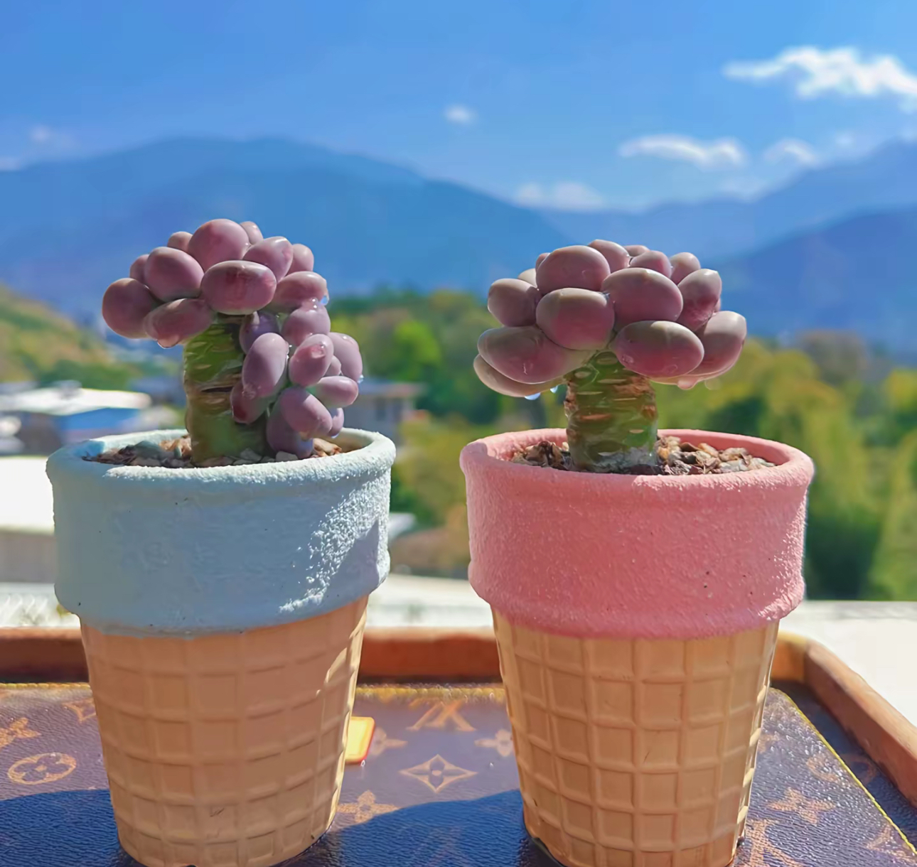 月美人老桩多肉单头奶酪胖圆滚滚奶酪阳台庭院好养可爱小盆栽植物