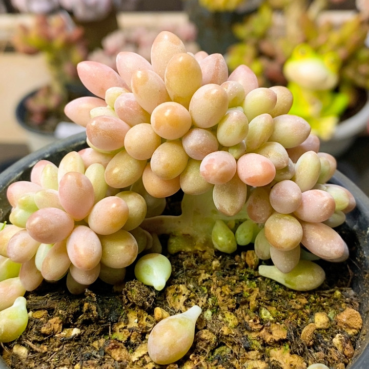 048 粉色恋人7厘米,鲜花速递/花卉仿真/绿植园艺,多肉植物,淘宝优惠券,粉丝福利购,淘宝优惠卷