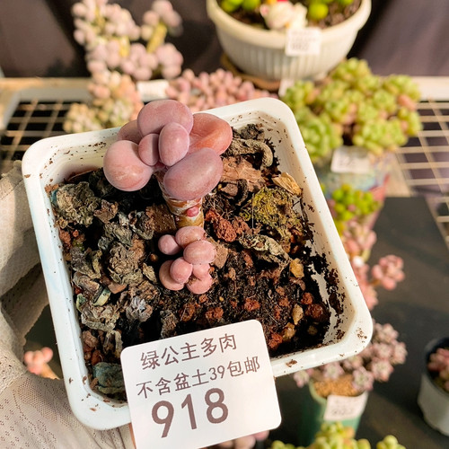 918腰子桃蛋3cm不带盆土