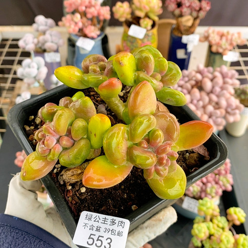 553芒果奶KK8cm不带盆土