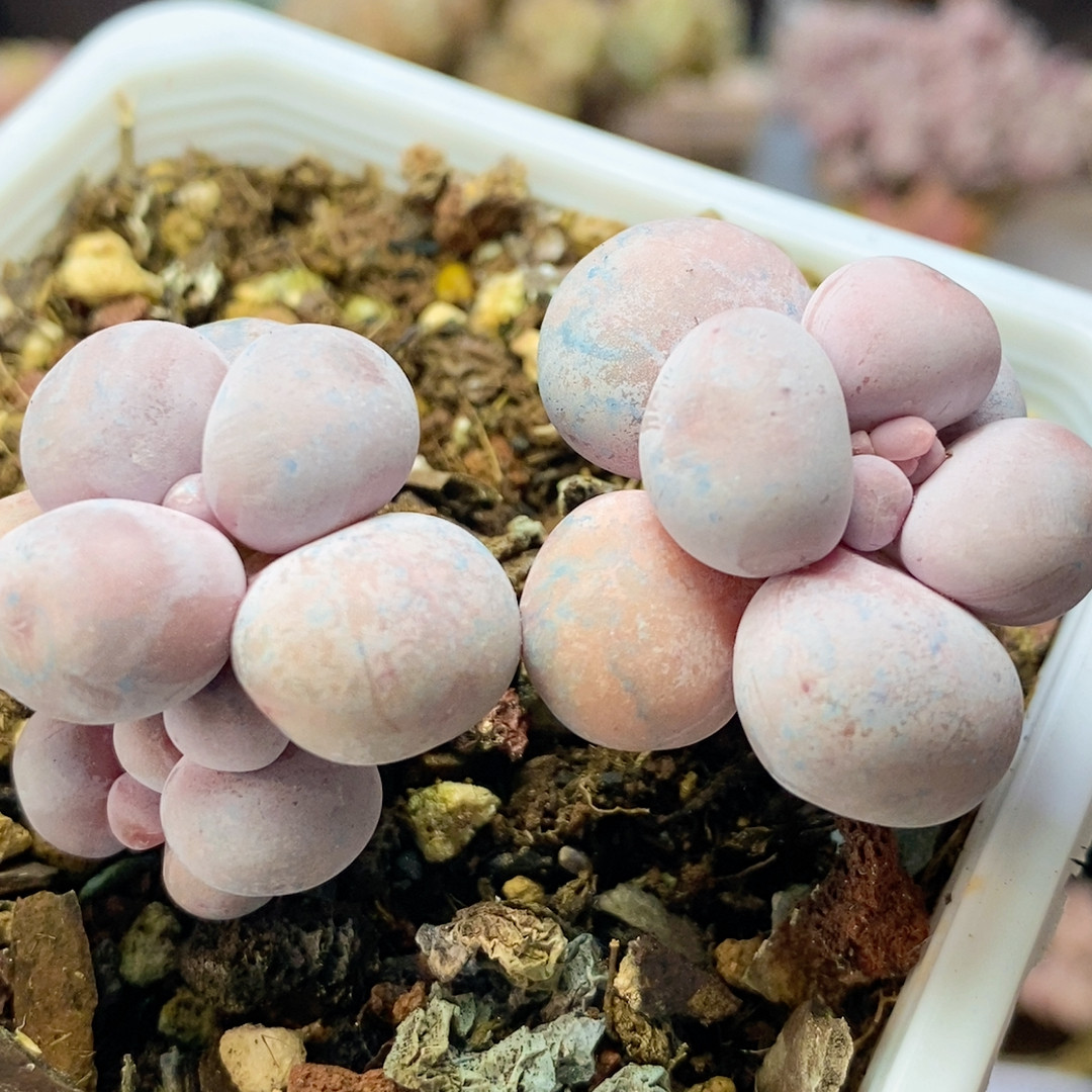 914 橙奶6l m,鲜花速递/花卉仿真/绿植园艺,多肉植物,淘宝优惠券,粉丝福利购,淘宝优惠卷