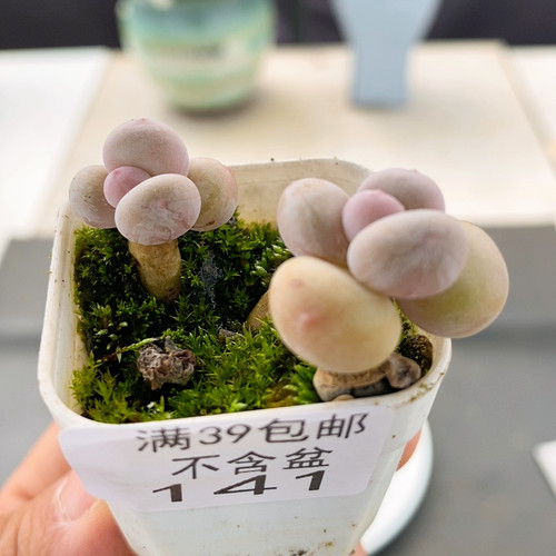 141蛋黄奶2cm不带盆土