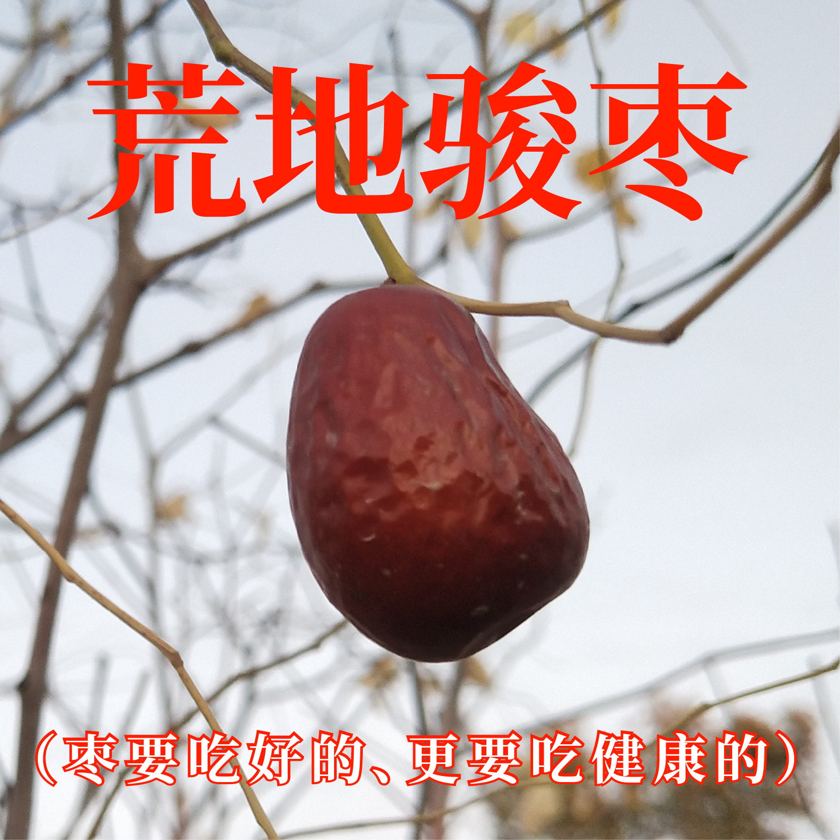 皮妈家手捡兵团荒地原生态骏枣肉质超紧实超好吃适合老人儿童孕妇