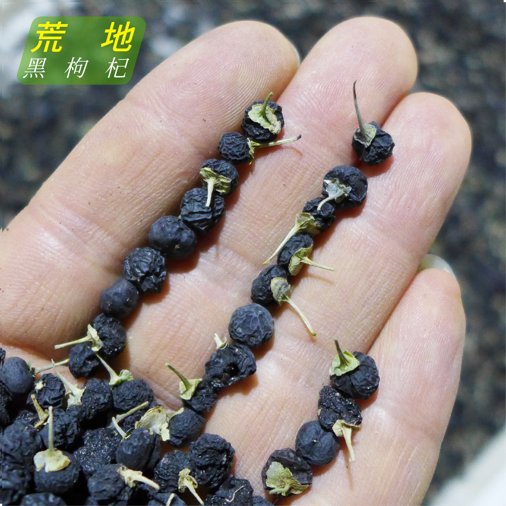 皮妈家荒地黑枸杞子正宗新疆兵团戈壁自然生黑枸杞500克包邮