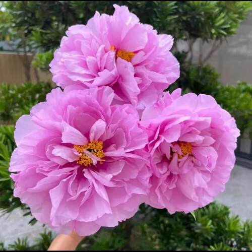 牡丹如花似玉粉红色菏泽基地直发