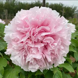 盆栽牡丹(雪映桃花)原盆原土自然盆栽优级春天开花室内院绿植花卉