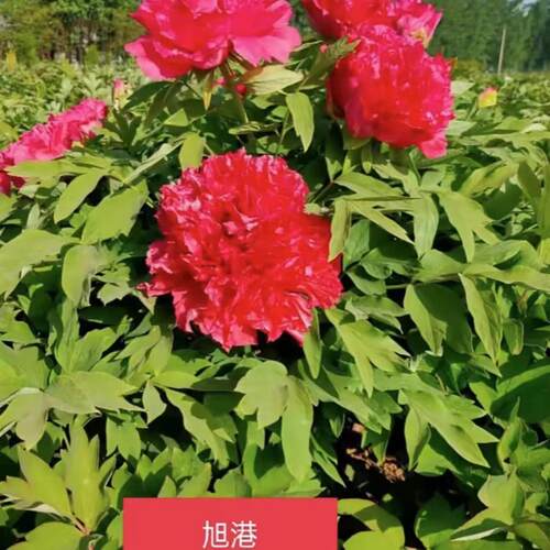 牡丹旭港国旗红菏泽基地直发