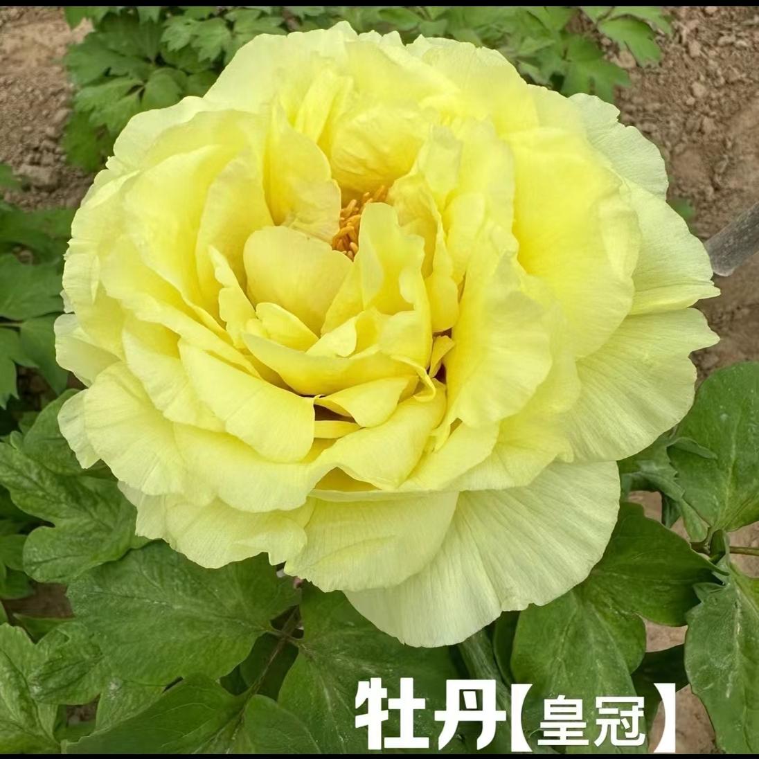 原盆原土牡丹重瓣春多年生灌木