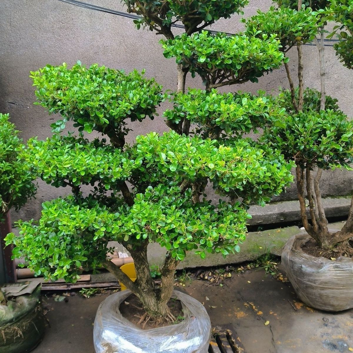 瓜子黄杨造型树黄杨树庭院植物大型绿植耐寒四季常青地景黄杨盆景