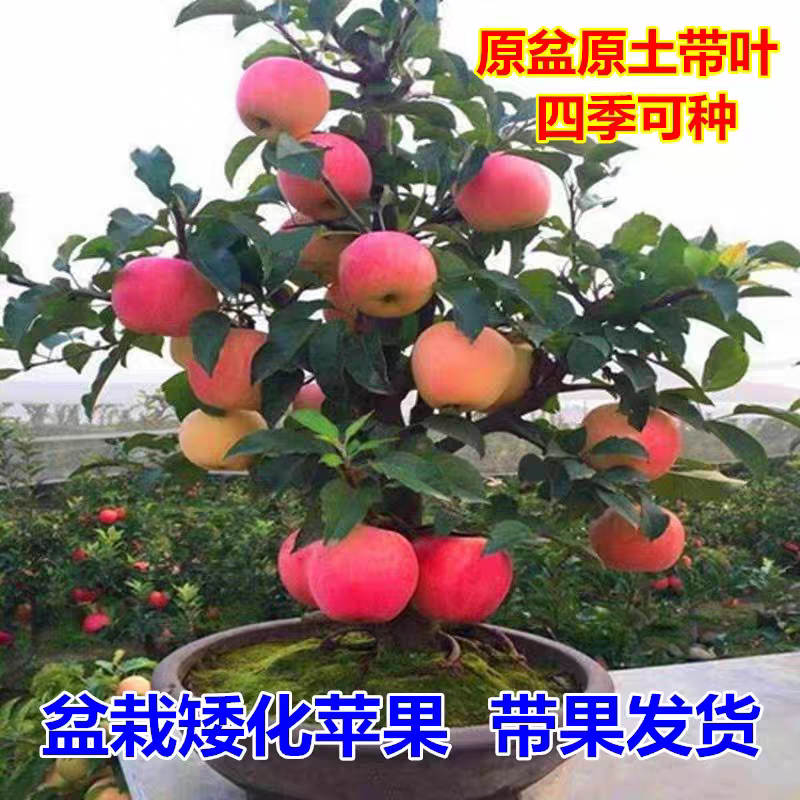 矮化苹果树盆栽地栽带果嫁接南北方种植盆景树桩苗当年结果苗