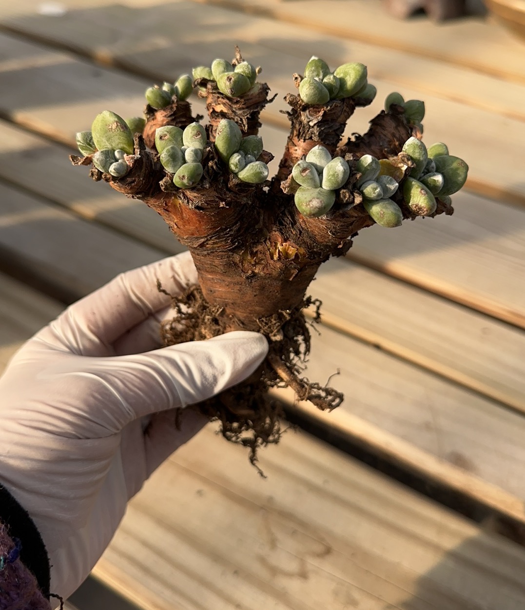 精致仙女杯老桩，小丸叶拇指，苹果叶，老桩造型桩，冠幅12左右