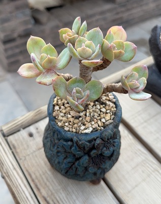 韩货白凤控养老桩