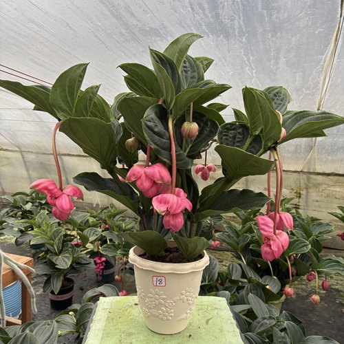 宝莲灯花盆栽小苗带花苞室内高档礼品年宵花卉大型观花植物好养