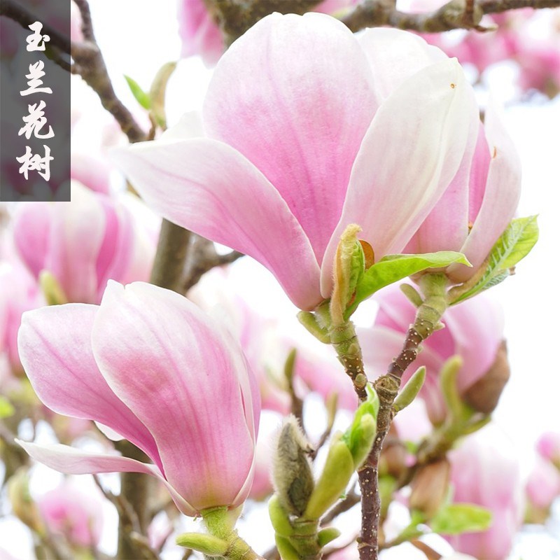 正宗玉兰花树苗庭院红玉兰花树苗地栽大型北方种植花卉紫玉兰四季