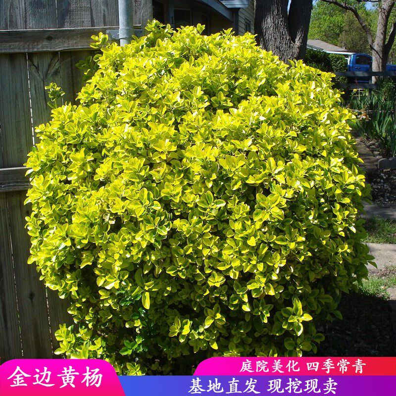 花叶冬青苗金边黄杨球金边冬青庭院绿植篱笆墙绿植植物工程绿化苗
