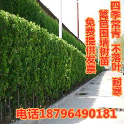 围墙篱笆植物树苗耐寒庭院冬青