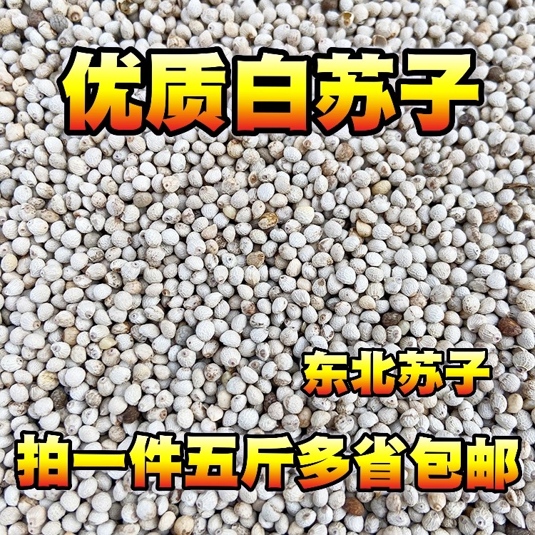 白苏子鸟食软壳黄雀满五斤金丝