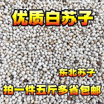 白苏子鸟食软壳黄雀满五斤金丝