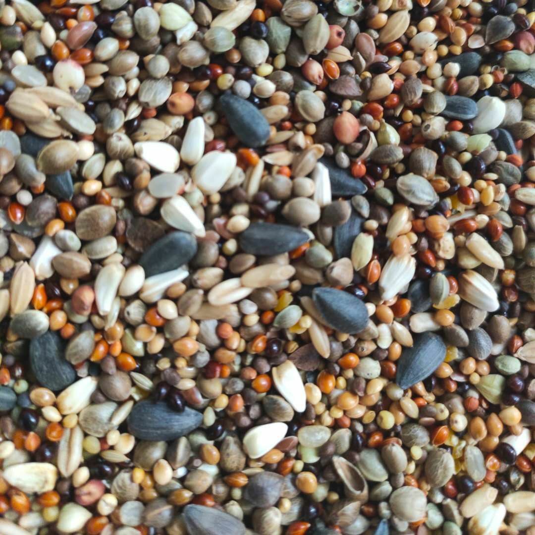 铜嘴粮蜡嘴粮斑鸠粮竹鸡粮山鸡粮仓鼠粮鹦鹉粮鸟食鸟饲料5斤包邮