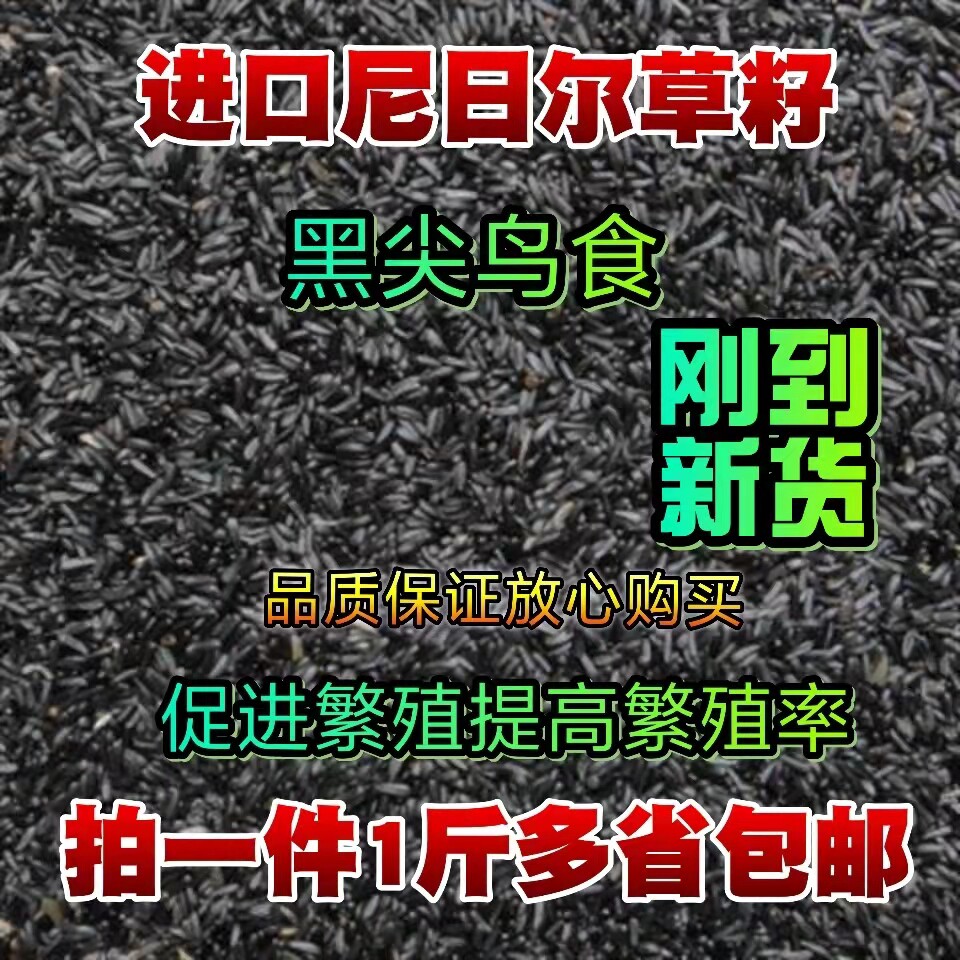 黑尖鸟食玉鸟吃的黑尖籽尼日尔草籽提性促进繁殖玉鸟芙蓉鸟金丝雀