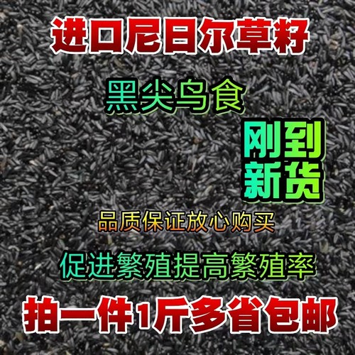 黑尖尼日尔提性促进繁殖鸟食
