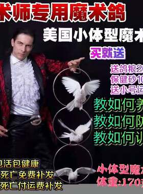 魔术鸽活体鸽子魔术道具白鸽魔术鸟宠物鸟美国魔术白鸽包活包健康