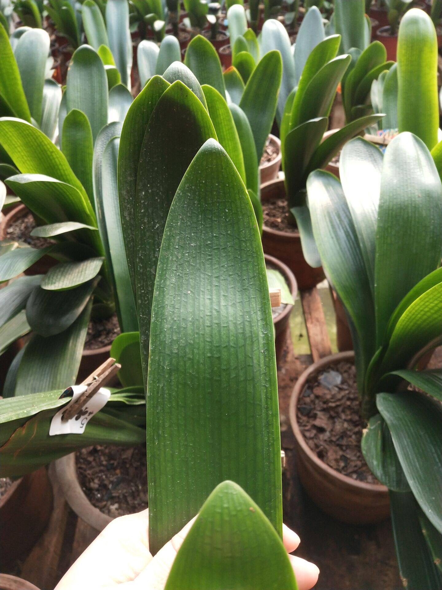 长春精品君子兰小苗长春元宝麻脸花卉绿植防辐射客厅阳台绿植盆栽