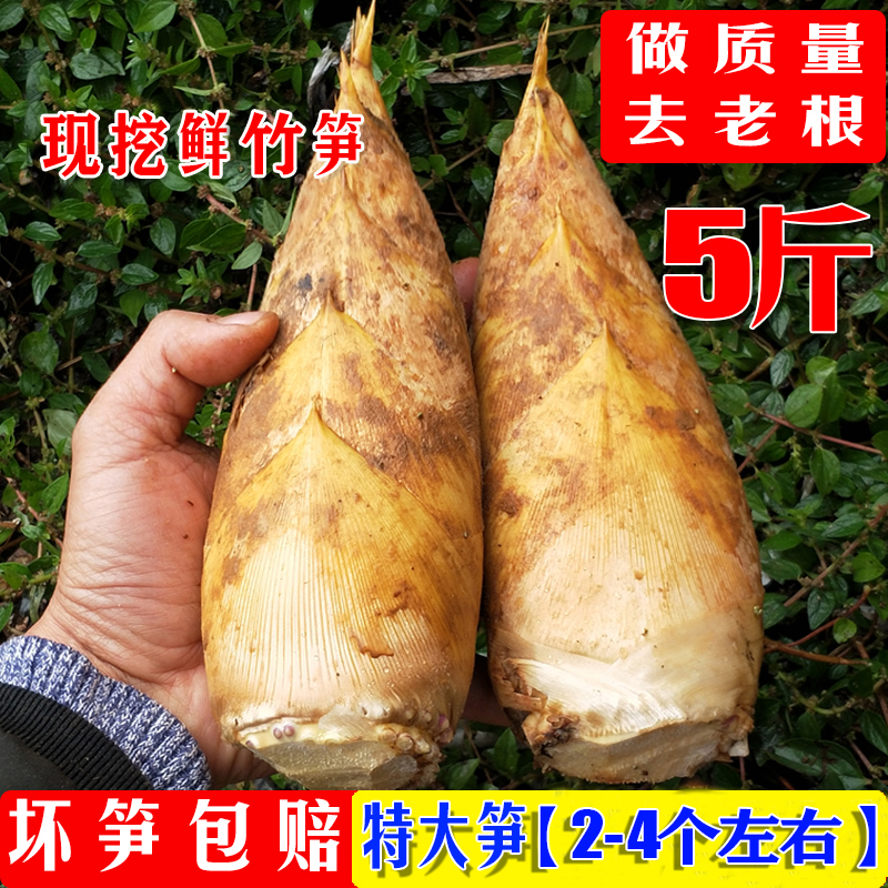 2025江西野生新鲜冬笋现黄泥笋带壳毛竹笋孕妇蔬菜1/5斤装春笋
