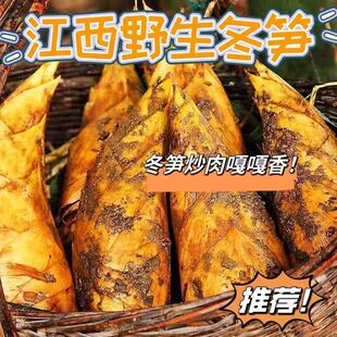 2025江西野生新鲜冬笋现黄泥笋带壳毛竹笋孕妇蔬菜非春笋
