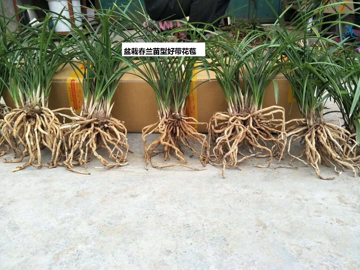 盆栽春兰3-6苗连体