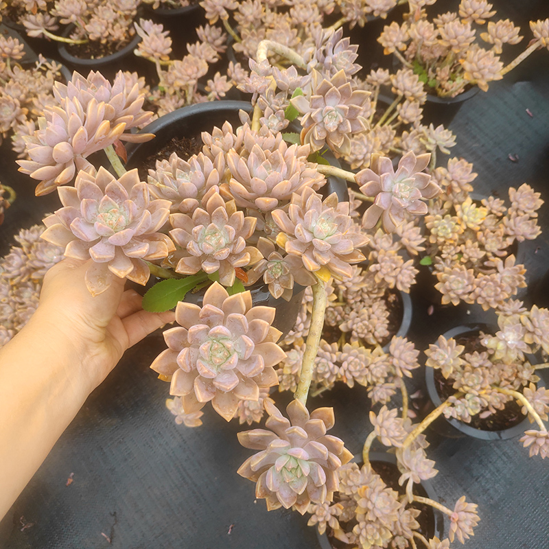 阿伦培老桩景天科风车草属多肉植物盆栽餐厅民宿露养绿化造景包邮