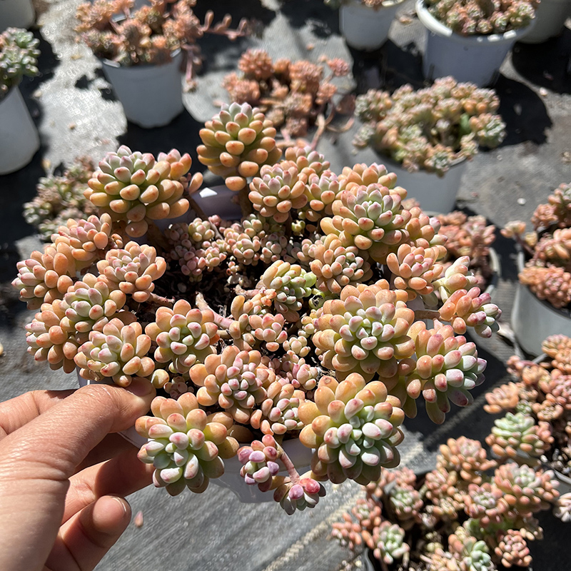 绿豆红鱼蛋多肉植物盆栽花园造景露养家庭园艺基地直发一棵包邮