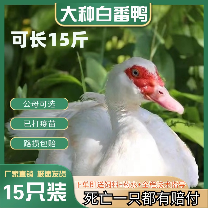 （15只）纯种白番鸭活苗红脸鸭苗活体出壳非洲雁藤鸭火鸭鸳鸯鸭苗