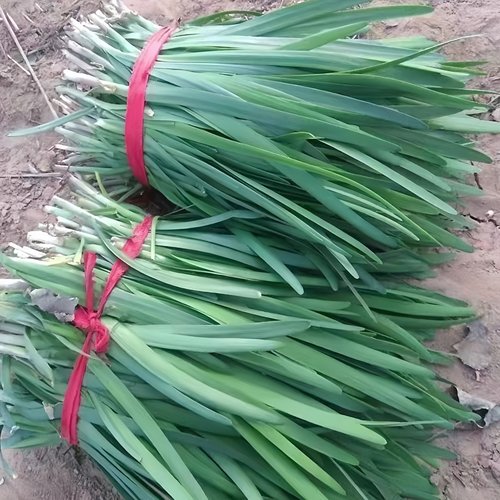 【顺丰可选】山东韭菜农家头茬鲜嫩现割现发孕妇菜饭店烧烤